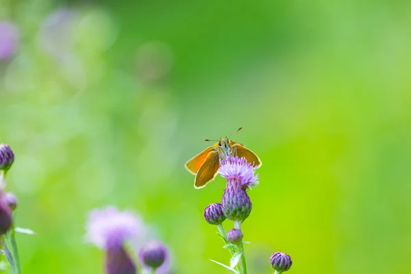 Motyl, siedząc na rośliny — Zdjęcie stockowe