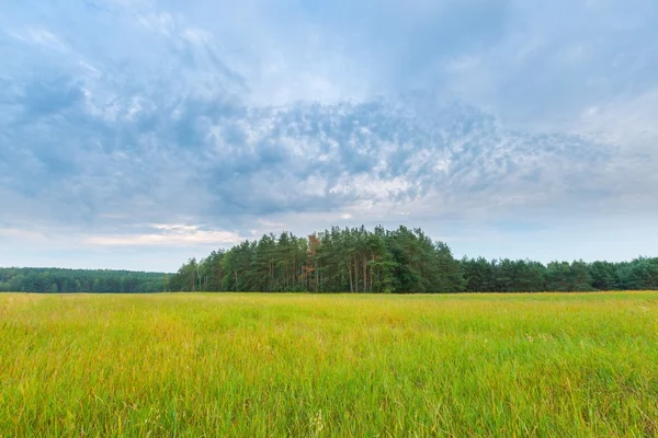 Beautiful cereal fields under cloudy sky at sunset — Stock Photo, Image