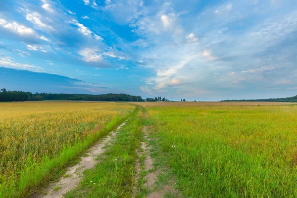 Gün batımında bulutlu gökyüzü altında güzel tahıl alanları