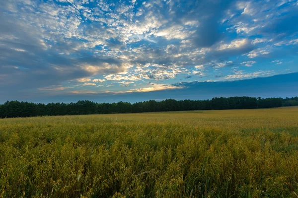 Gün batımında bulutlu gökyüzü altında güzel tahıl alanları
