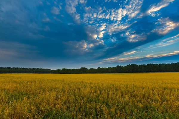 Gün batımında bulutlu gökyüzü altında güzel tahıl alanları