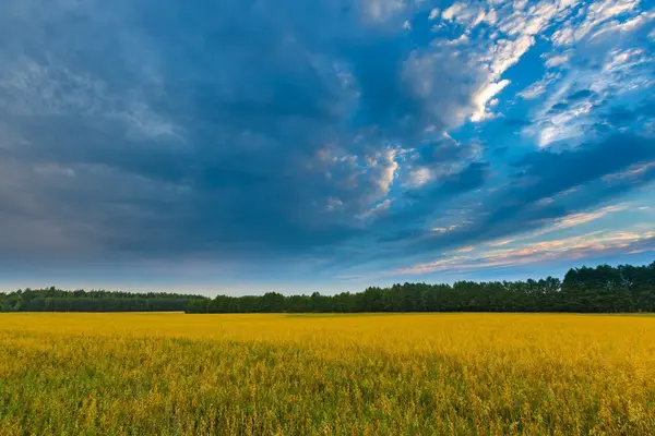 Gün batımında bulutlu gökyüzü altında güzel tahıl alanları — Stok fotoğraf