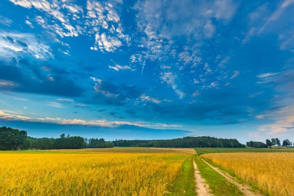 Gün batımında bulutlu gökyüzü altında güzel tahıl alanları