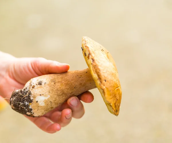 Woman hand holding eatable mushroom — Stock Photo, Image