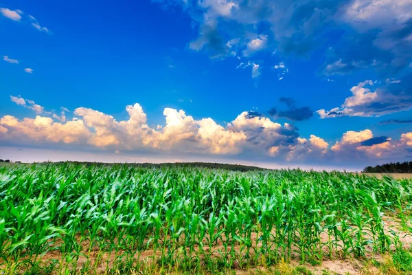 Летний пейзаж с полем в облачном небе — стоковое фото