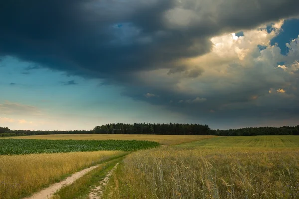 Sommerlandschaft mit stürmischem Himmel über Feldern — Stockfoto