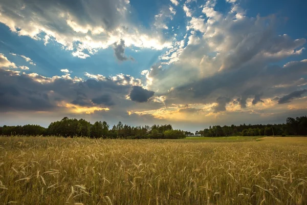 Zomer landschap met stormachtige lucht over velden — Stockfoto