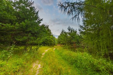 Yaz akşamları fotoğraflandı orman manzara