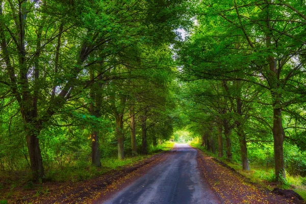 Lindo beco de árvores verdes e estrada arenosa — Fotografia de Stock