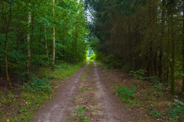 Vacker gränd av gröna träd och sandiga vägen — Stockfoto