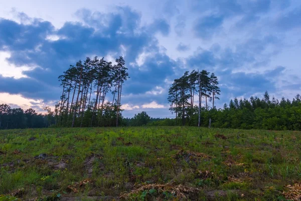 Forest landscape photographed at summer evening — Stock Photo, Image