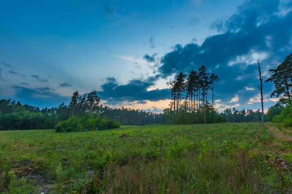 Forest landscape photographed at summer evening — Stock Photo, Image