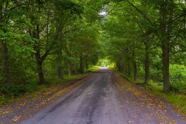 Красива алея зелених дерев і піщаної дороги — стокове фото