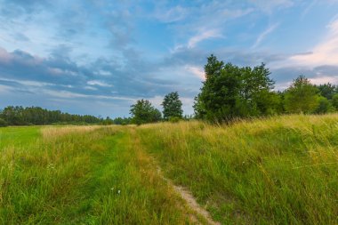 Akşam peyzaj vahşi çayır.