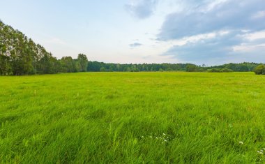 Akşam peyzaj vahşi çayır.