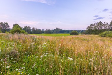 Akşam peyzaj vahşi çayır.