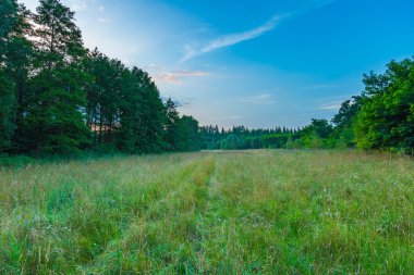 Akşam peyzaj vahşi çayır.