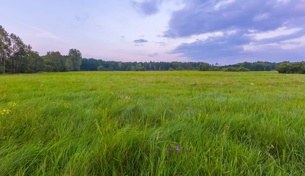 Wild meadow at evening landscape. — Stock Photo, Image