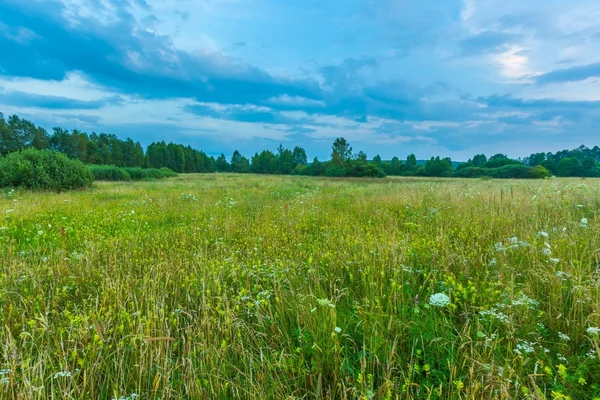 Wild meadow at evening landscape. — Stock Photo, Image