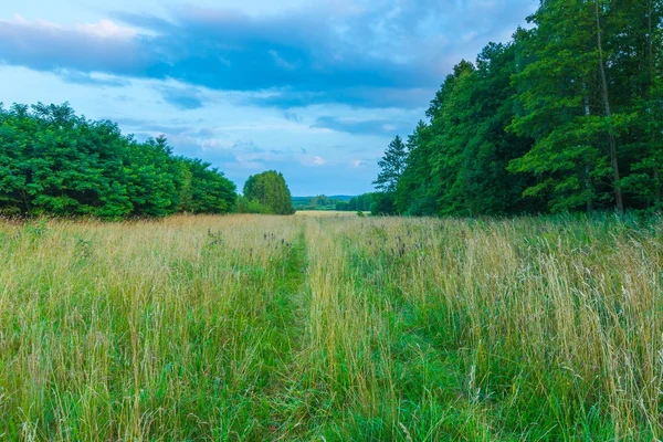 Wilde weide op avond landschap. — Stockfoto