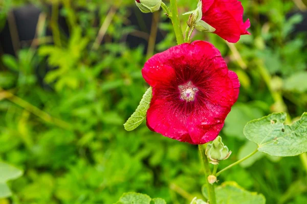 Malva flores em close-up — Fotografia de Stock