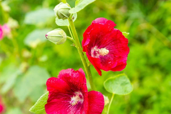 Malva flores em close-up — Fotografia de Stock