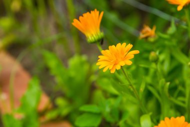 Güzel kadife çiçeği çiçek (calendula)