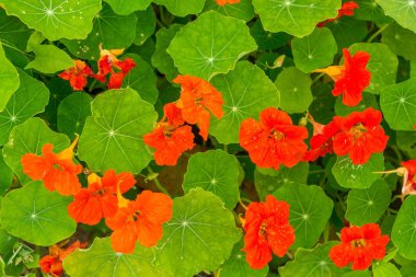 Büyüyen ve bahçede çiçek açan güzel nasturtium çiçekler