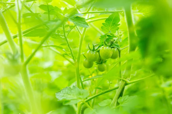 Молодые незрелые помидоры растут в саду летом — стоковое фото