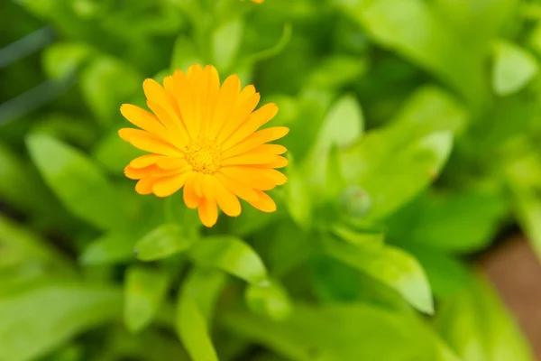 Virágok gyönyörű marigold (körömvirág) — Stock Fotó