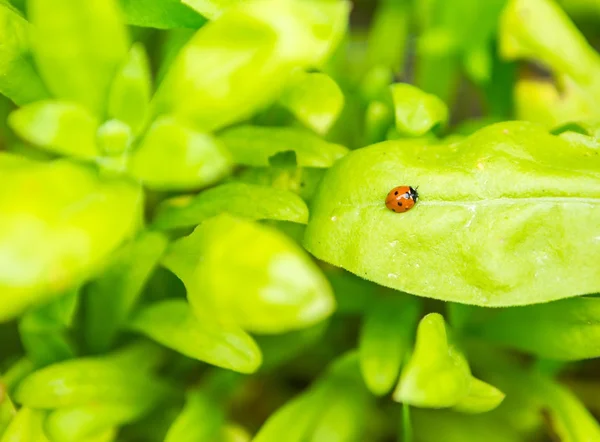 Ladybird sitter på anläggningen — Stockfoto