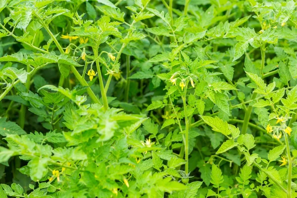 Buisson vert de tomate poussant dans le jardin — Photo