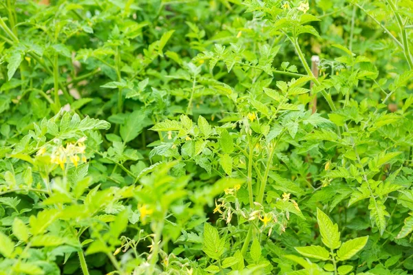 Buisson vert de tomate poussant dans le jardin — Photo