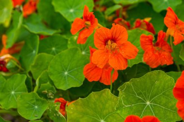 Büyüyen ve bahçede çiçek açan güzel nasturtium çiçekler