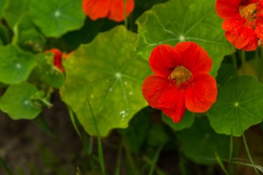 Büyüyen ve bahçede çiçek açan güzel nasturtium çiçekler