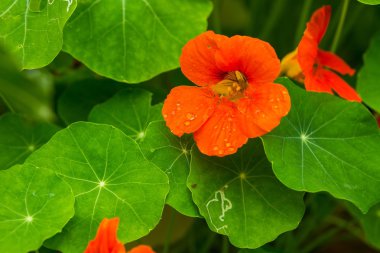 Büyüyen ve bahçede çiçek açan güzel nasturtium çiçekler