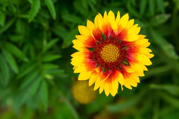 Échinacée florissante (échinacée) poussant dans le jardin — Photo