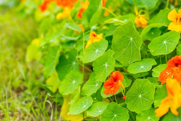 美丽的莲花花生长及开花的在花园里 — 图库照片