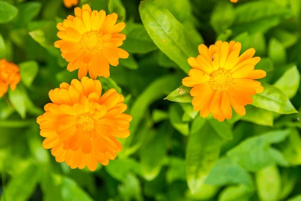 Virágok gyönyörű marigold (körömvirág) — Stock Fotó