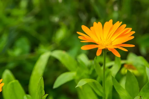 Virágok gyönyörű marigold (körömvirág) — Stock Fotó