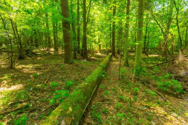 Yaz yeşil Avrupa vahşi ormanda.