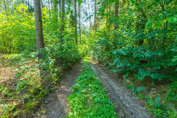 Floresta selvagem europeia verde no verão . — Fotografia de Stock