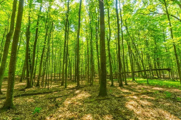 Groene Europese wilde bos in de zomer. — Stockfoto