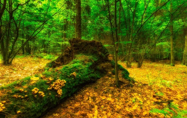 夏の緑ヨーロッパの野生の森林. — ストック写真