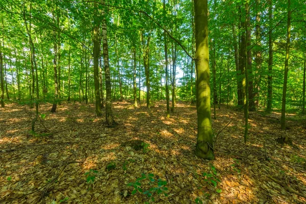 Groene Europese wilde bos in de zomer. — Stockfoto
