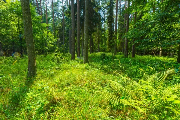 Groene Europese wilde bos in de zomer. — Stockfoto