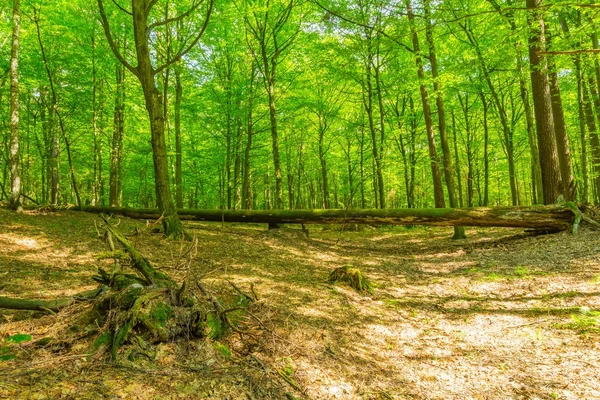 Floresta selvagem europeia verde no verão . — Fotografia de Stock
