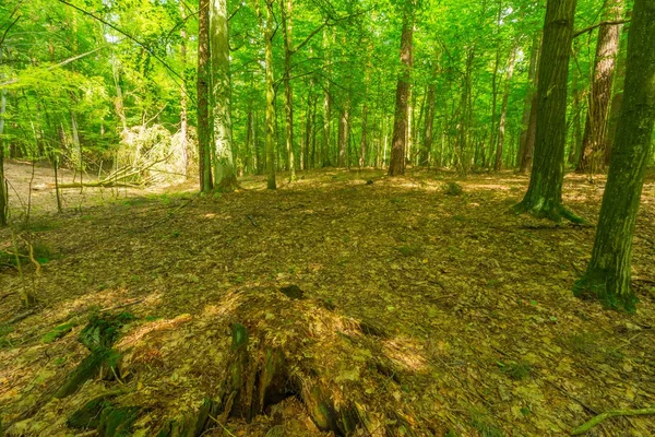 Green european wild forest in summer. — Stock Photo, Image