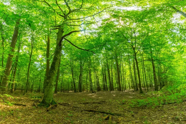 Green european wild forest in summer.