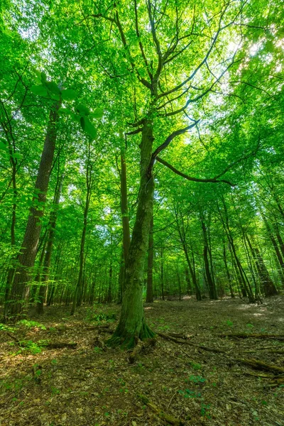 Bosco selvatico verde europeo in estate . — Foto Stock